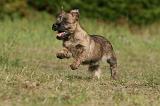 CAIRN TERRIER 518